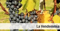 La Vendemmia